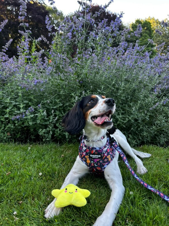 Psychedelic Pupstronaut Collar