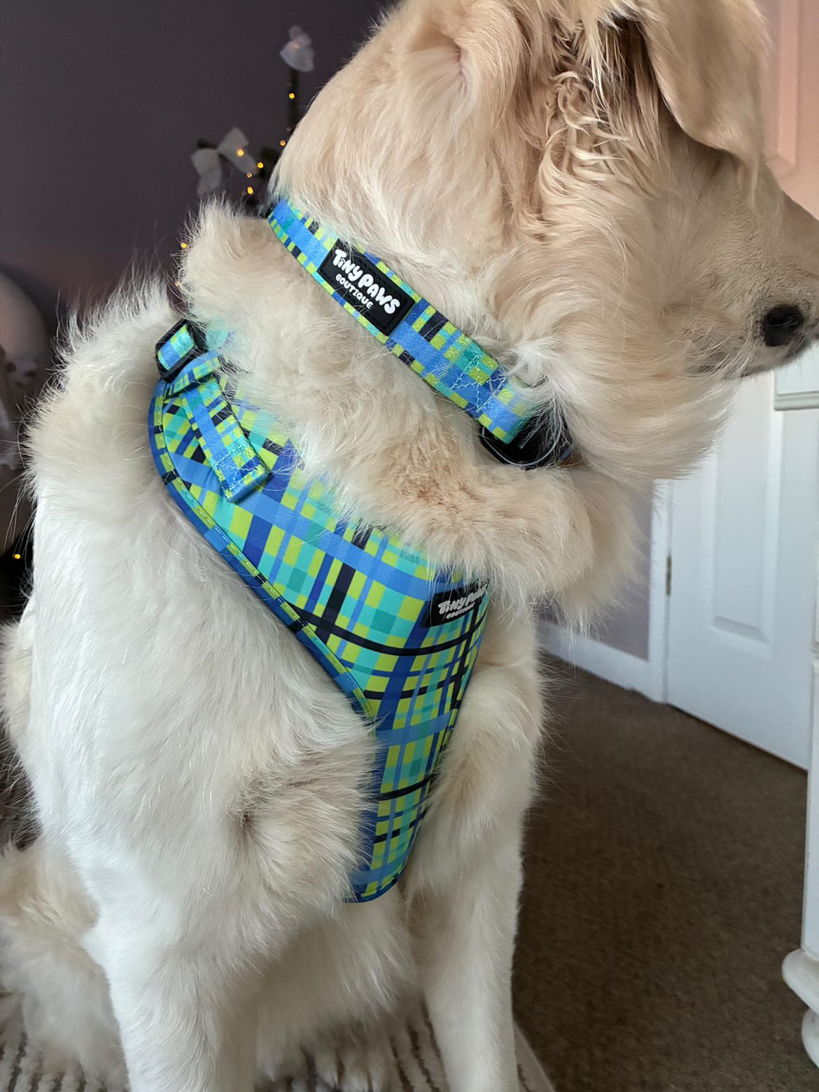 Electric Highland Collar