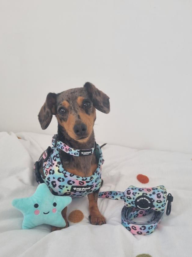 Neon Leopard Collar
