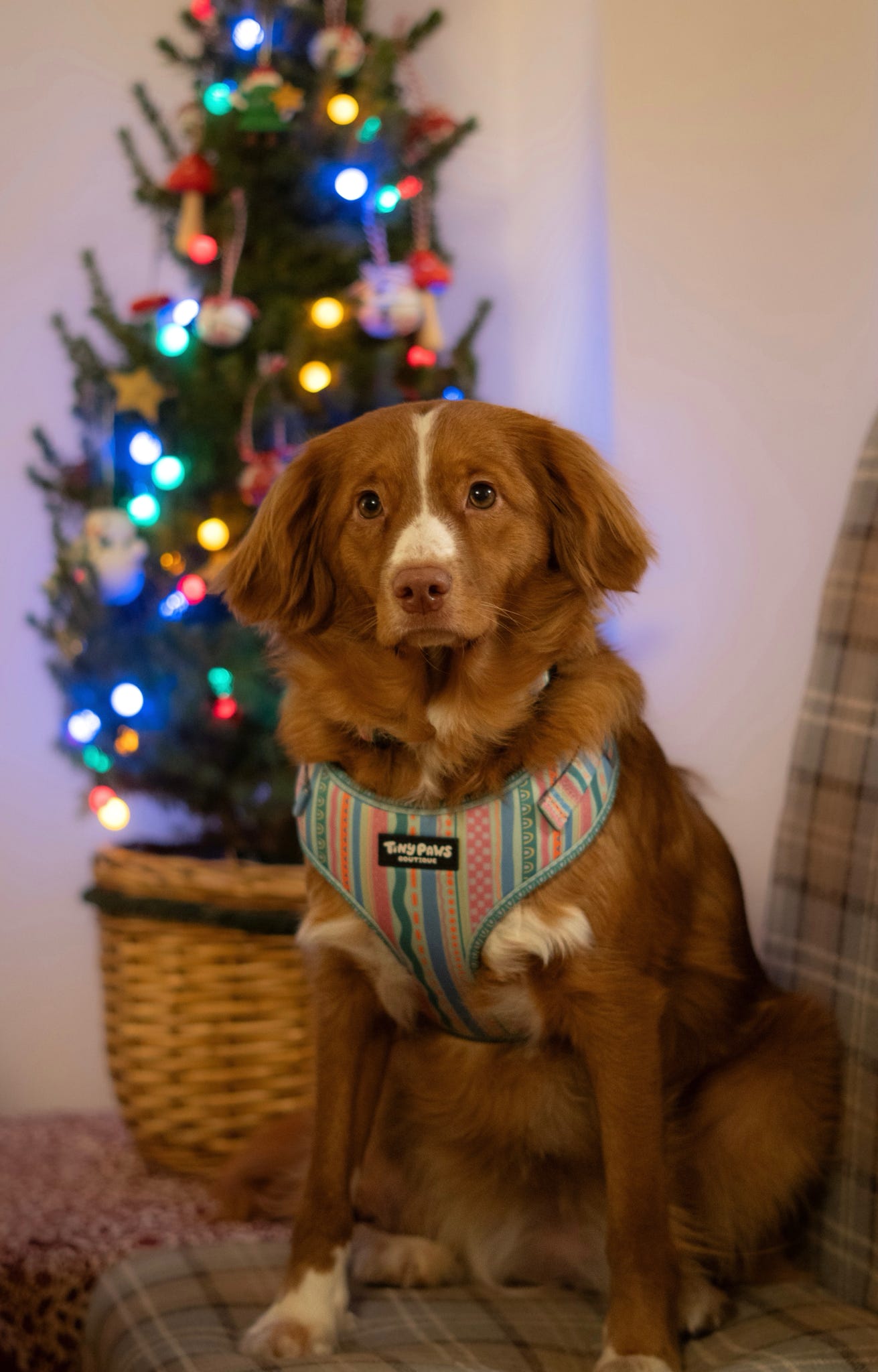 Pastel Squiggles Harness