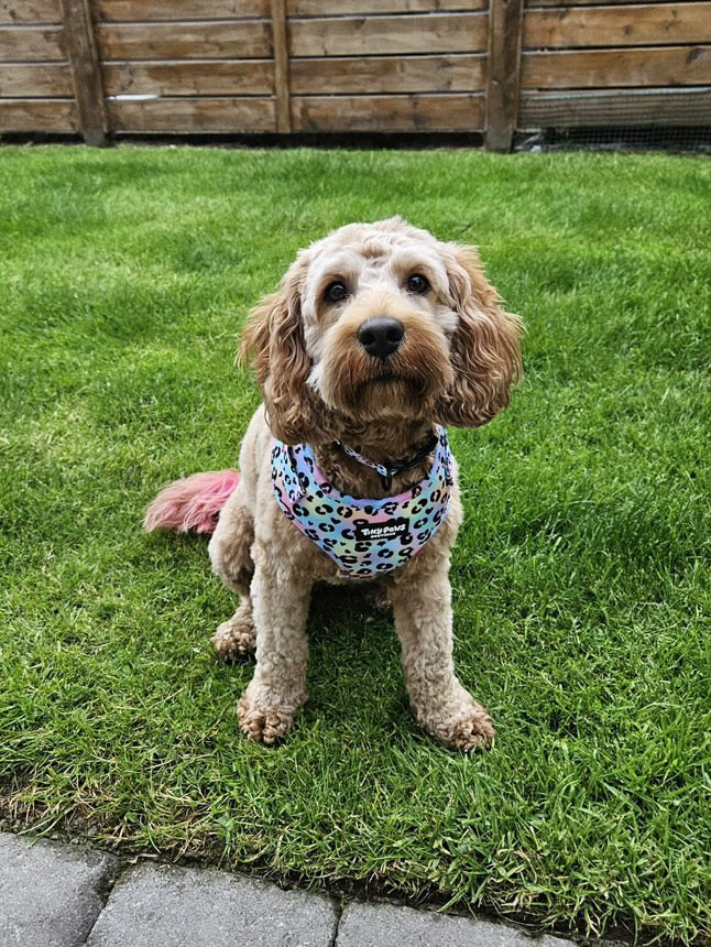 Neon Leopard Harness