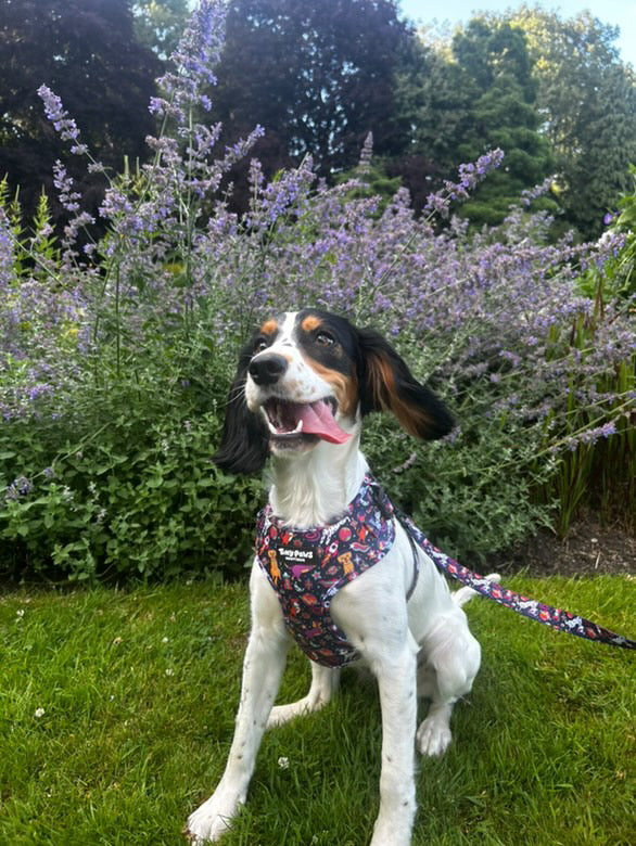 Psychedelic Pupstronaut Harness