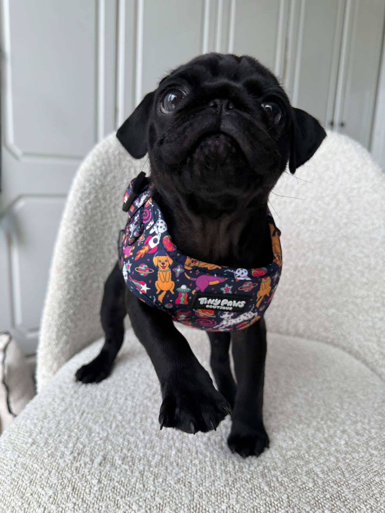 Psychedelic Pupstronaut Harness
