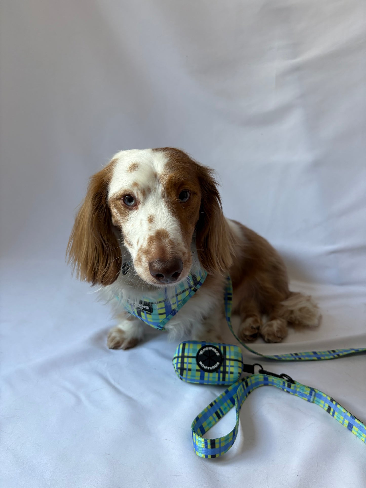 Electric Highland Poo Bag Holder