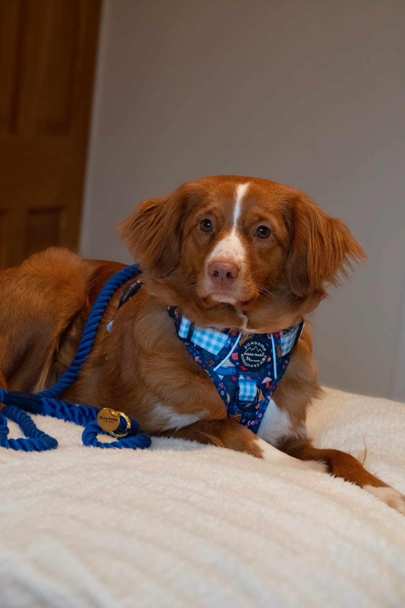 Twisted Rope Lead - Cobalt