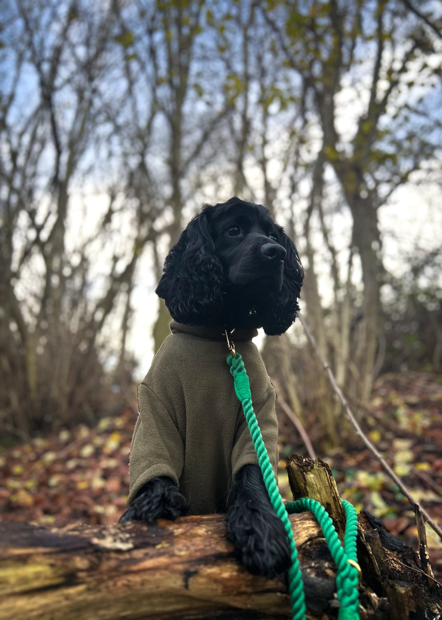 Twisted Rope Lead - Forest