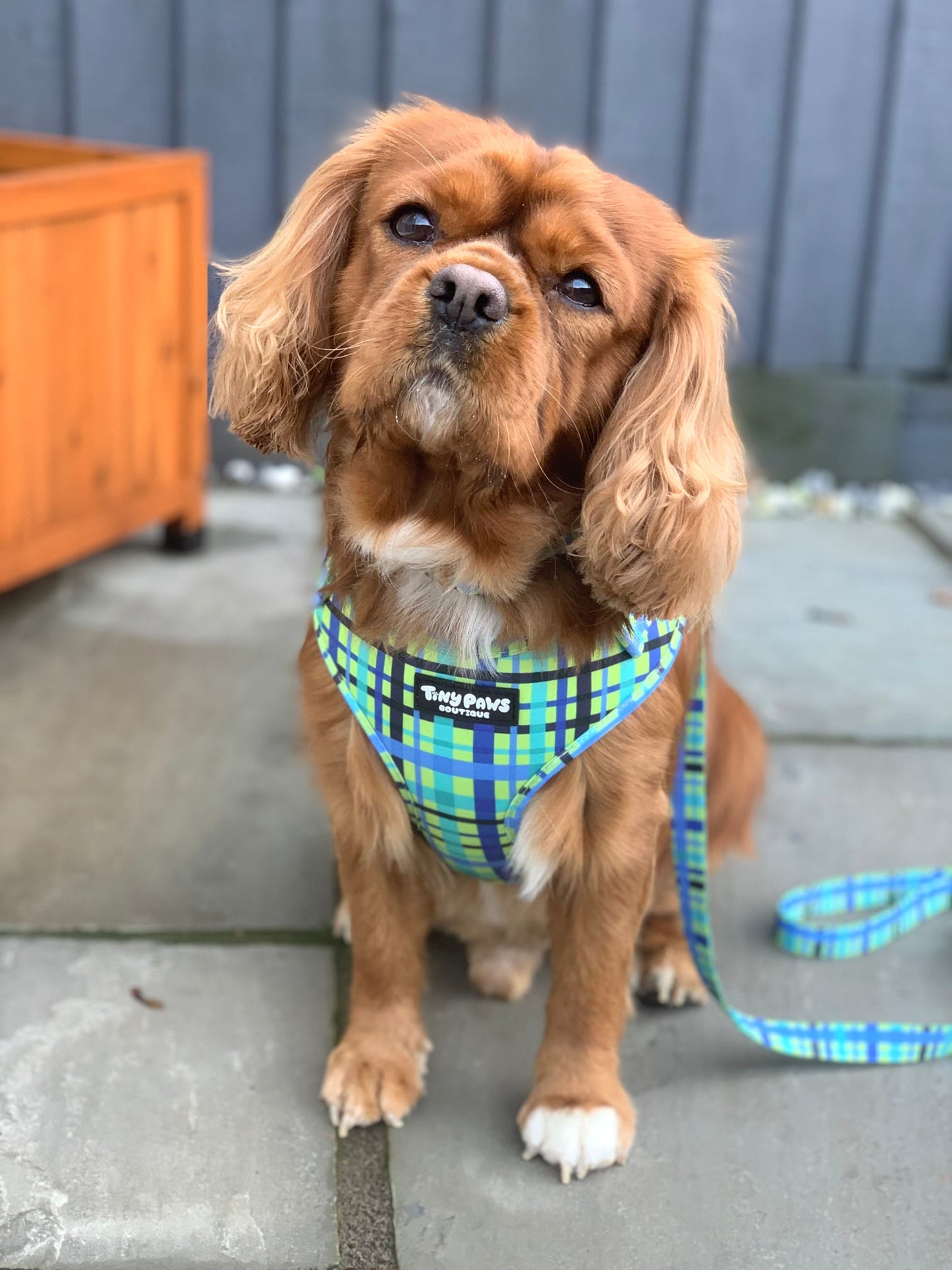 Electric Highland Lead