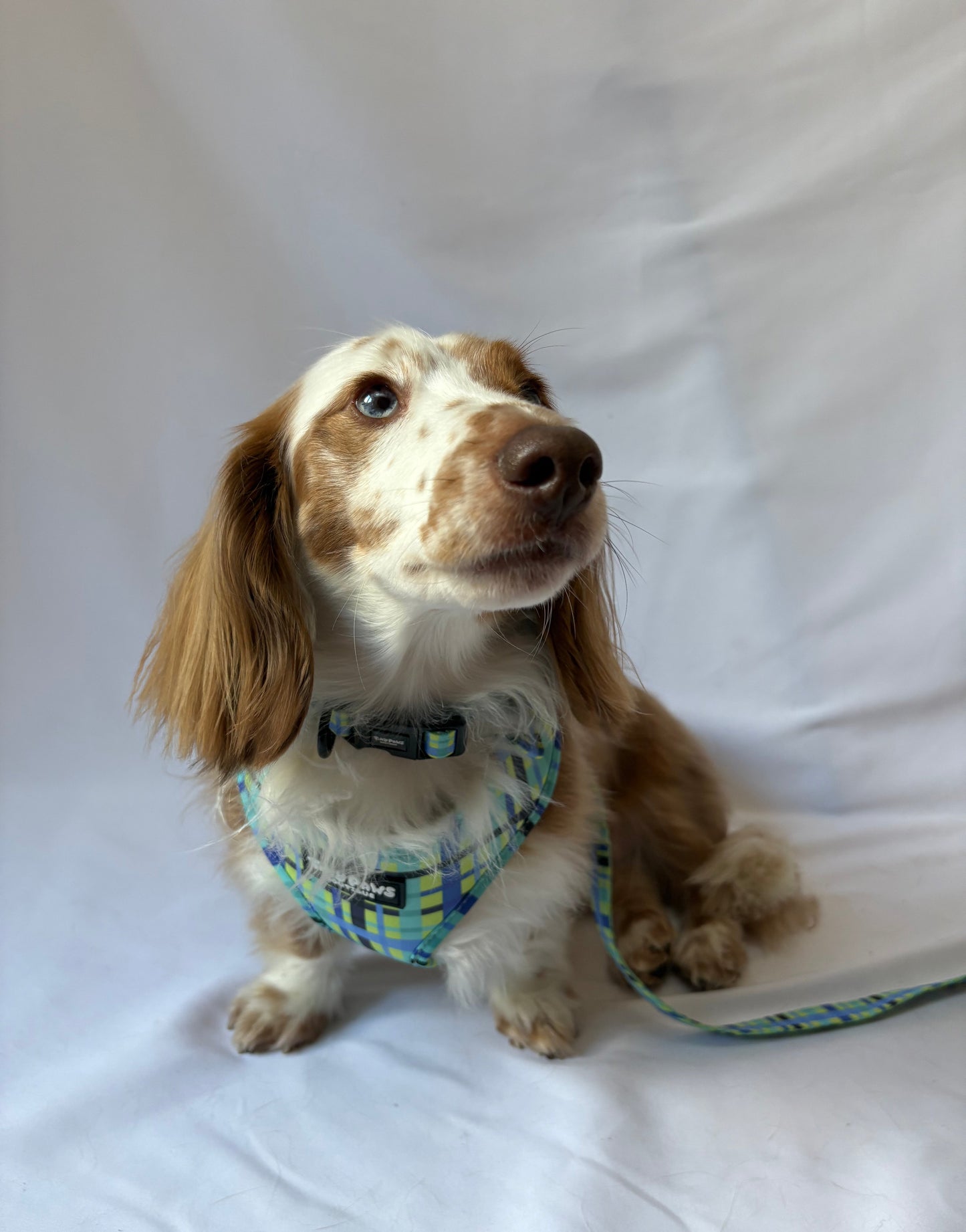 Electric Highland Lead