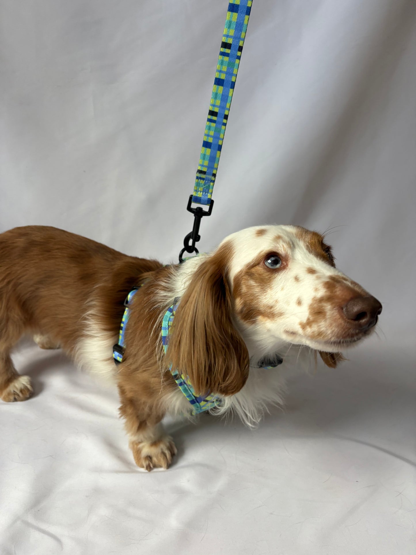 Electric Highland Lead