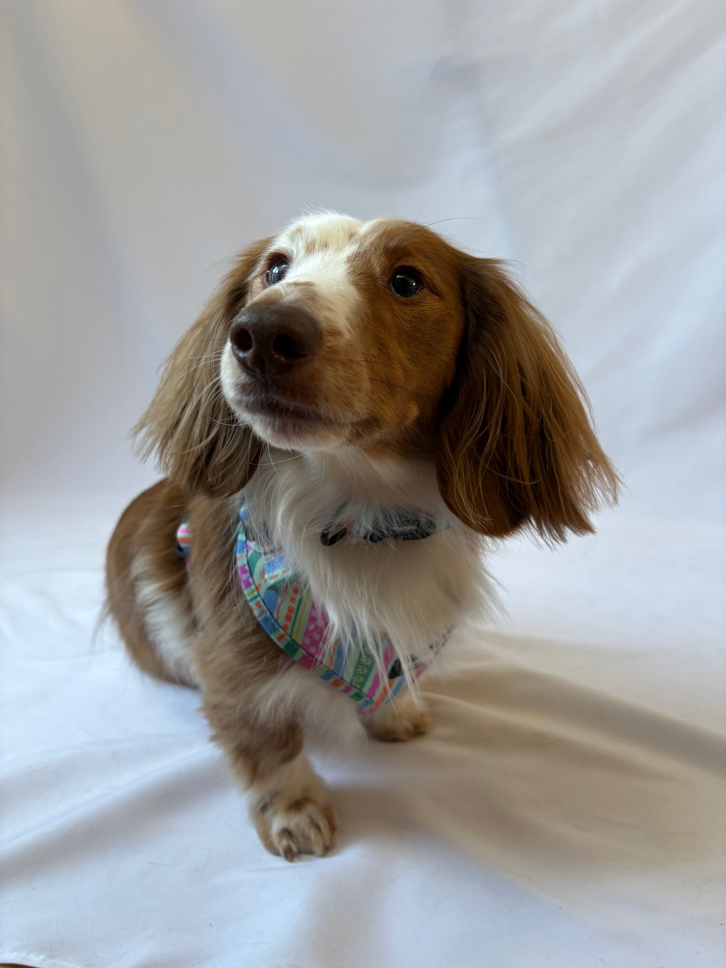 Pastel Squiggles Collar