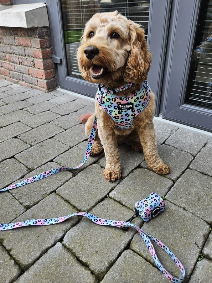 Neon Leopard Lead