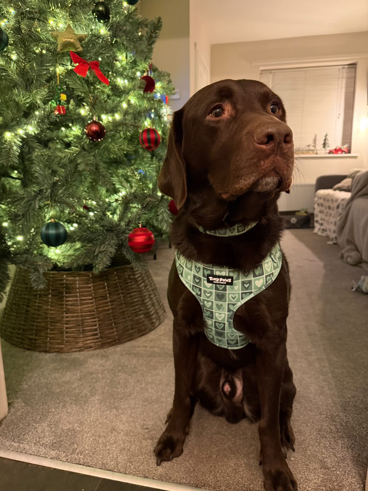 Evergreen Hearts Collar