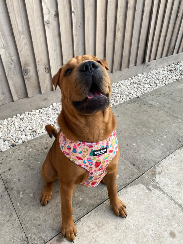 Pick ‘n’ Mix Harness