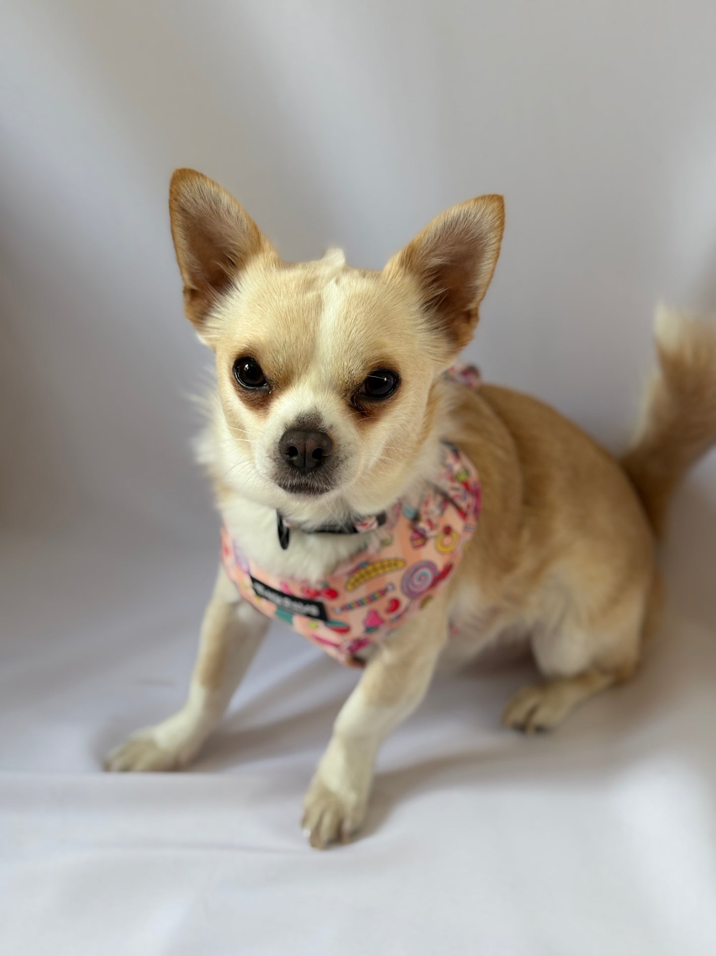 Pick ‘n’ Mix Harness
