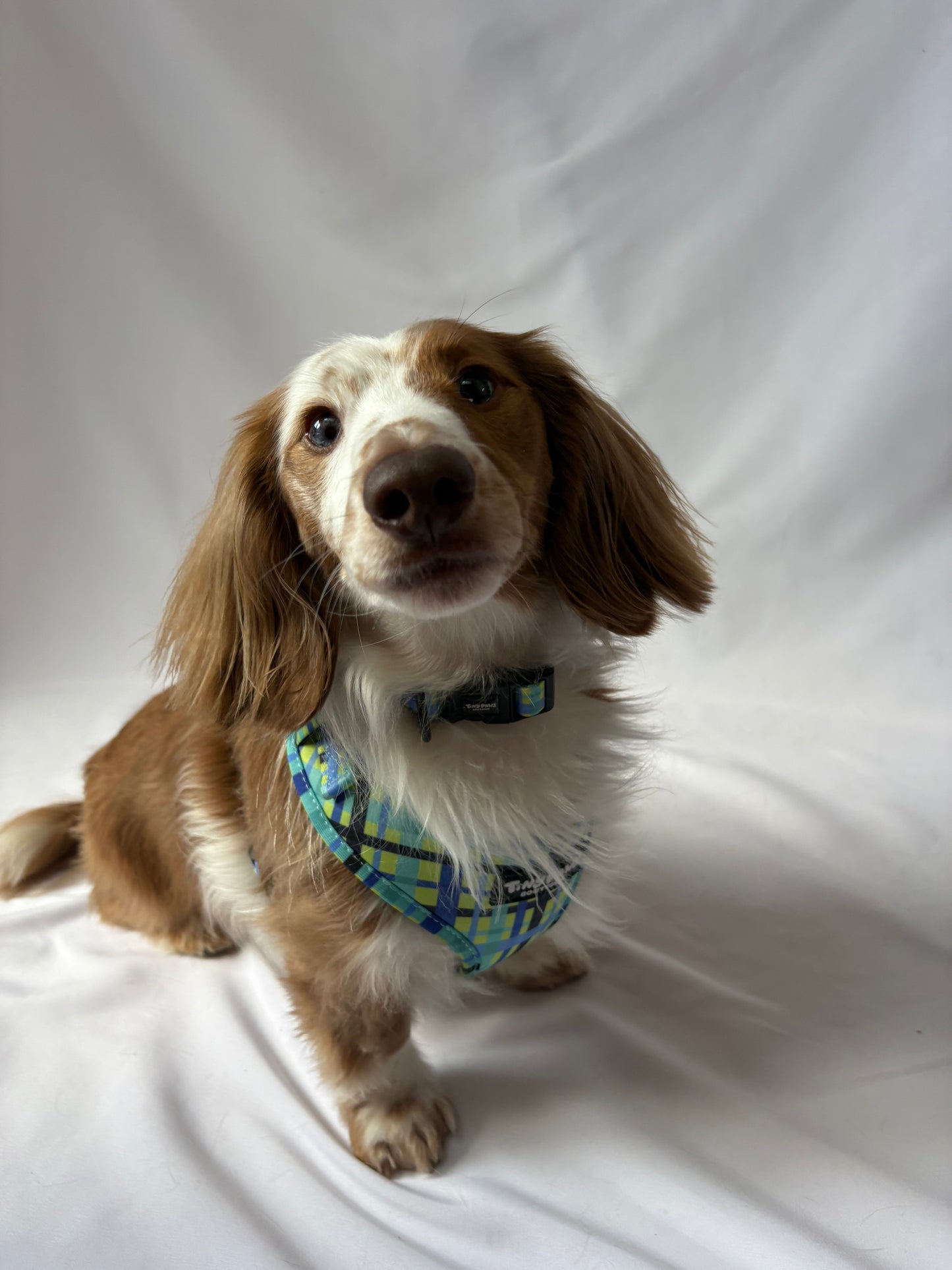 Electric Highland Set