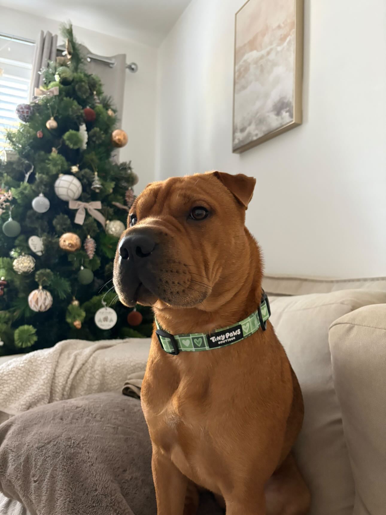 Evergreen Hearts Collar