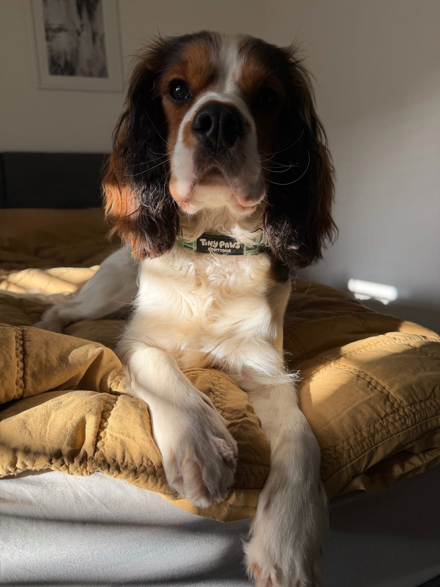 Evergreen Hearts Collar