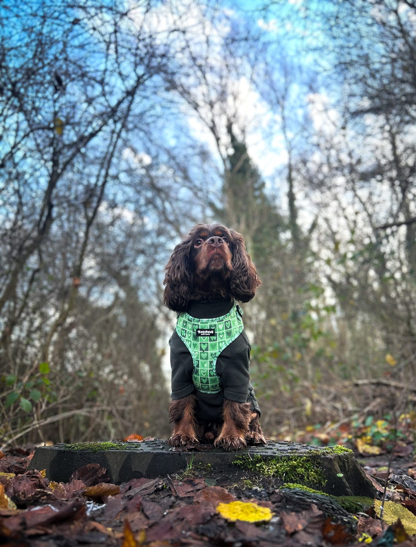 Evergreen Hearts Set