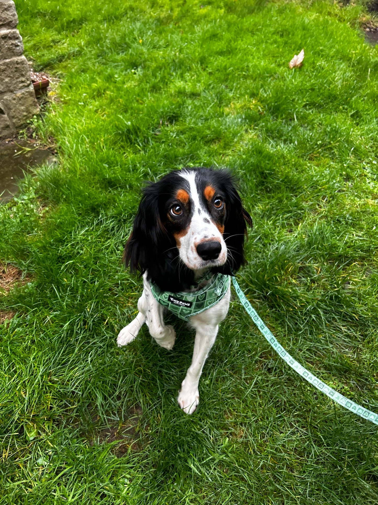 Evergreen Hearts Set