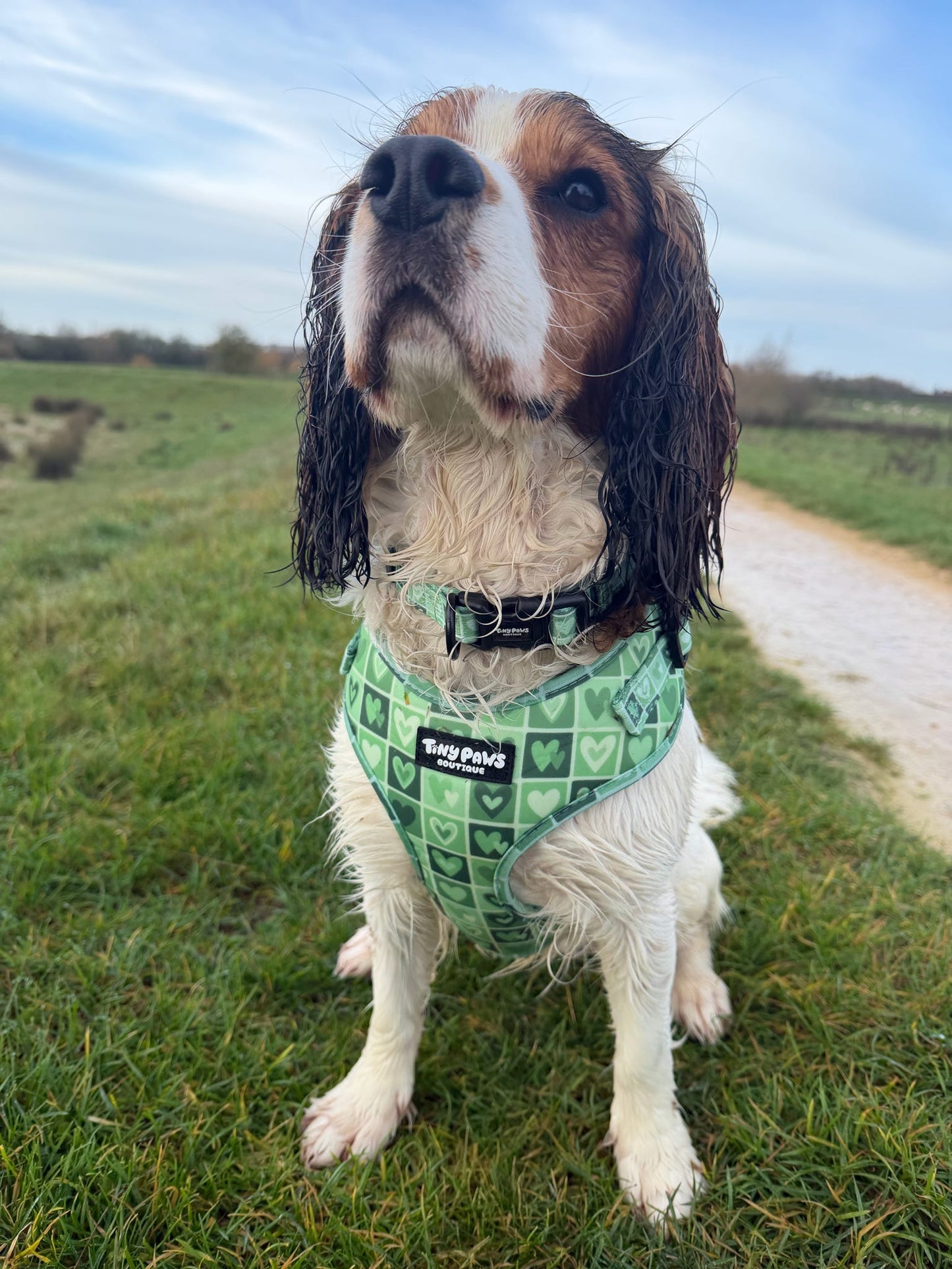 Evergreen Hearts Set