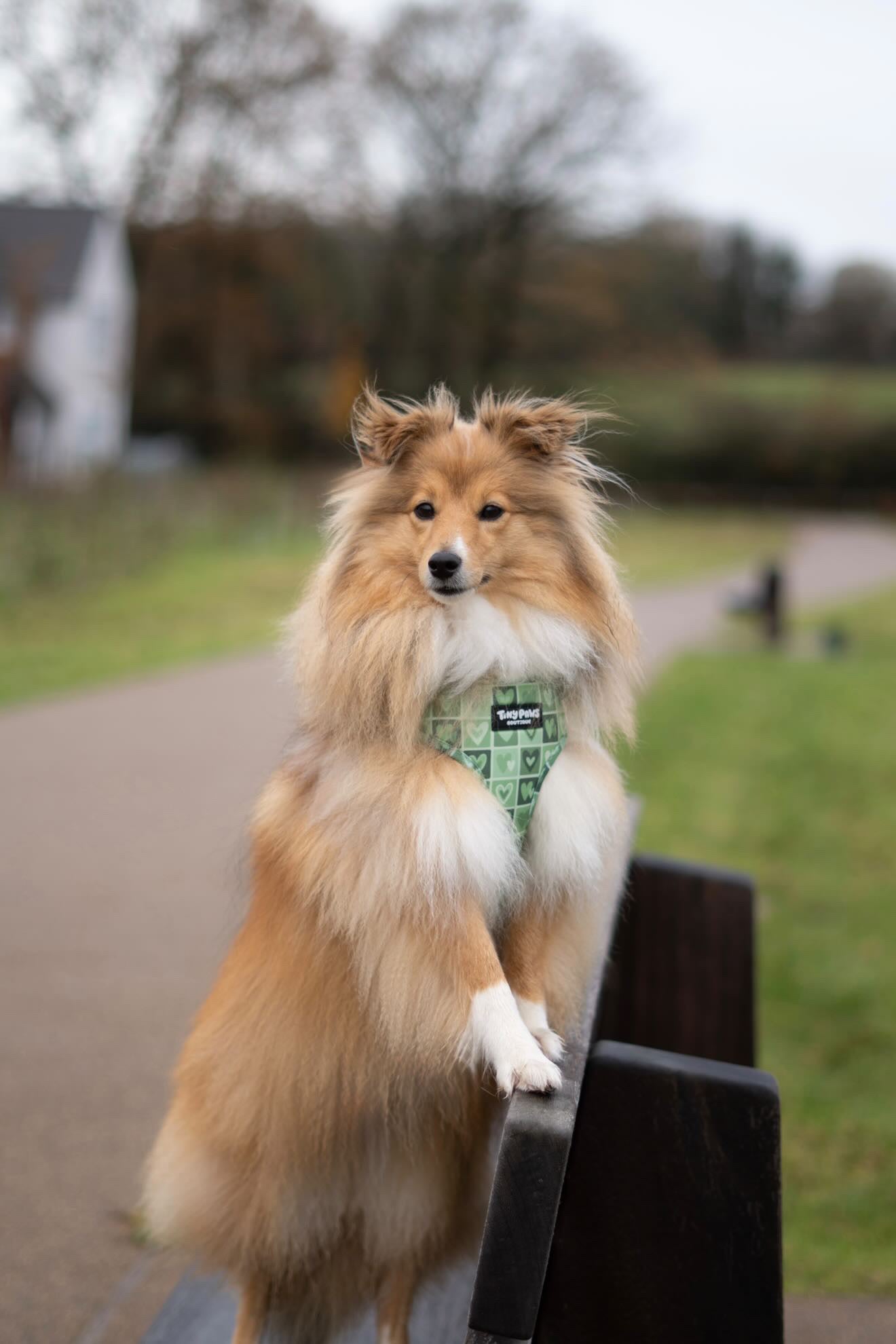 Evergreen Hearts Set