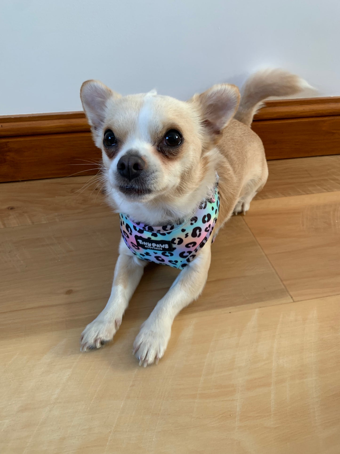 Neon Leopard Harness