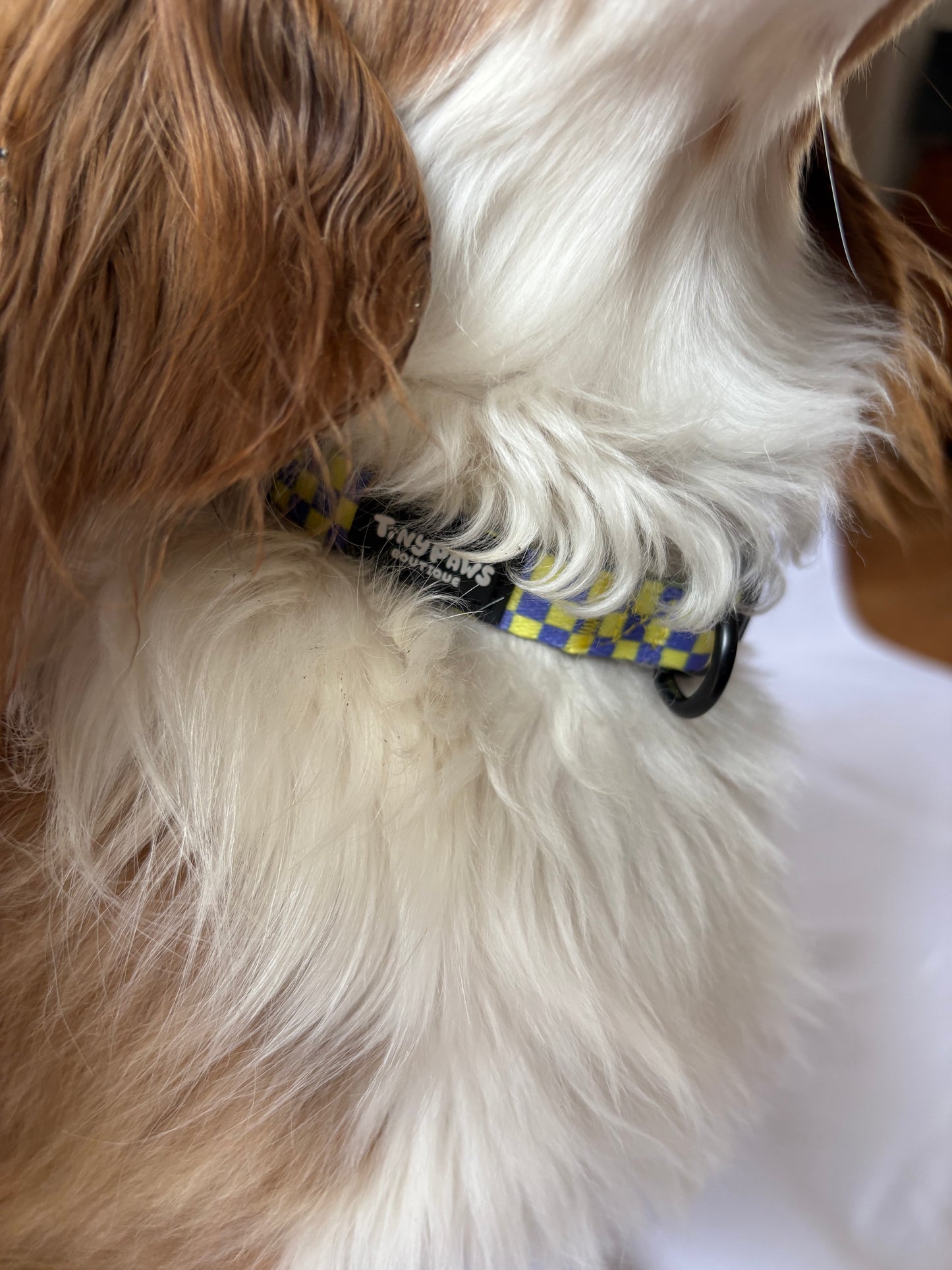 Electric Checkerboard Collar