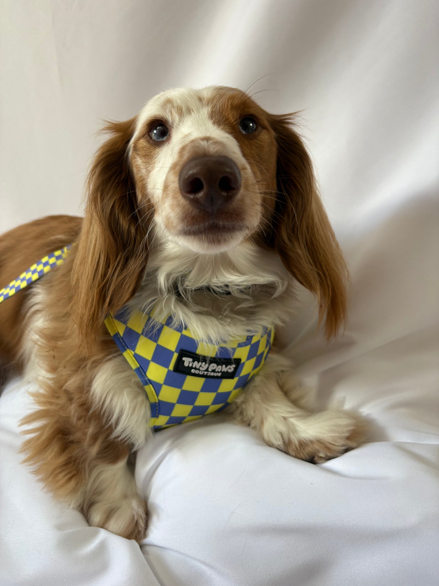Electric Checkerboard Harness