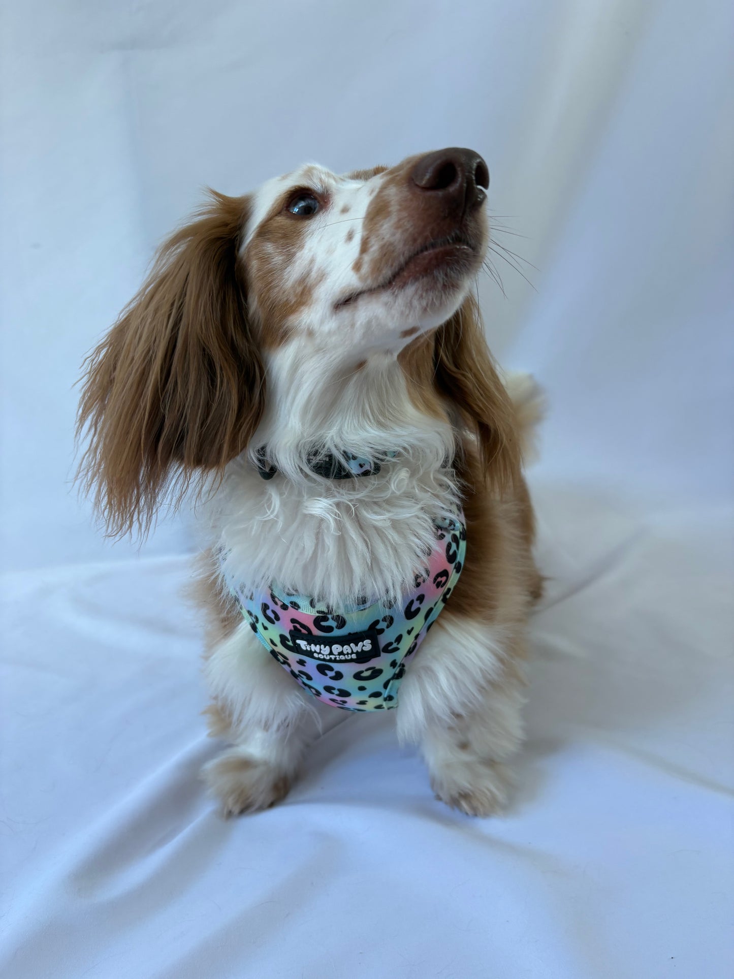 Neon Leopard Collar