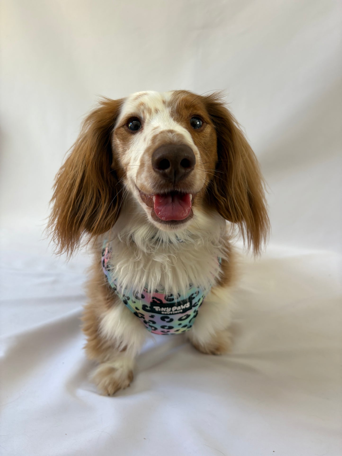Neon Leopard Harness