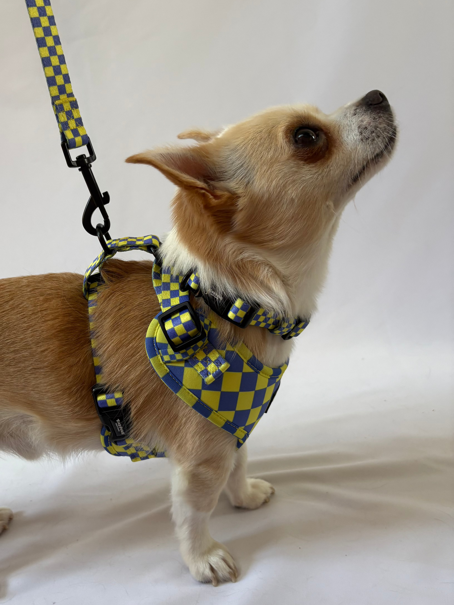 Electric Checkerboard Collar