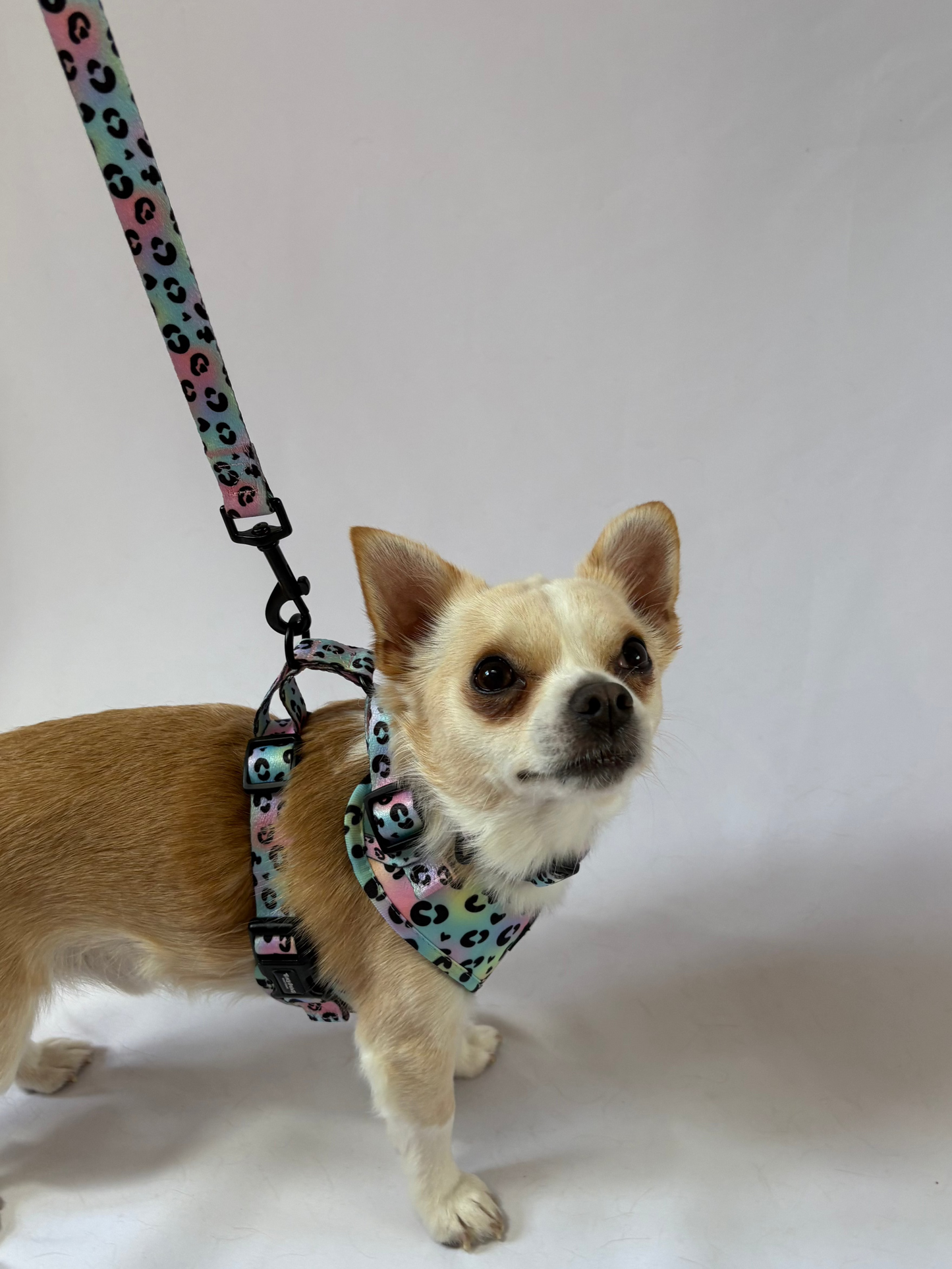 Neon Leopard Lead